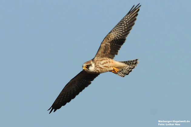 Rotfufalke - Red-Footed Falcon - Falco vespertinus 