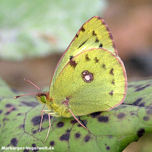 Goldene Acht - Pale Clouded Yellow - Colias hyale 