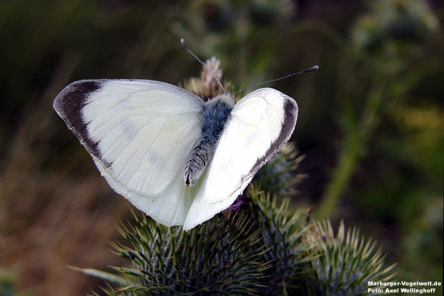 Großer Kohlweißling - Large White - Pieris brassicae