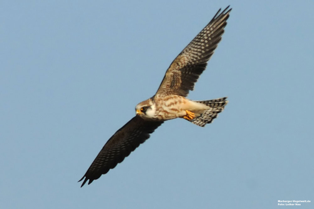 Rotfußfalke, Falco vespertinus, Red-Footed Falcon