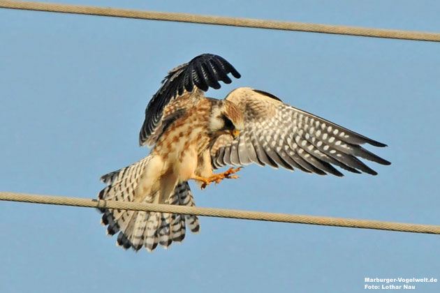 Rotfußfalke - Red-Footed Falcon - Falco vespertinus 