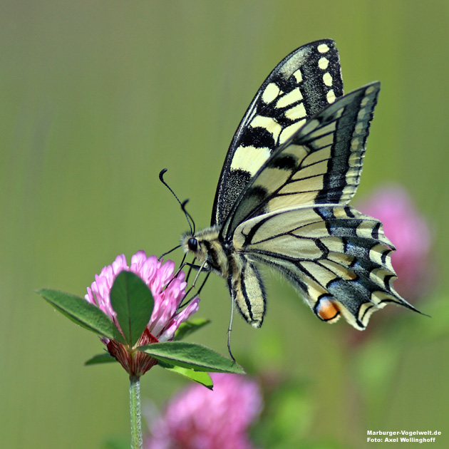 Schwalbenschwanz, Swallowtail, Papilio machaon