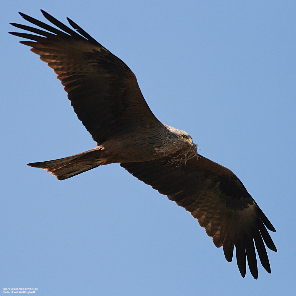 Schwarzmilan - Black Kite - Milvus migrans