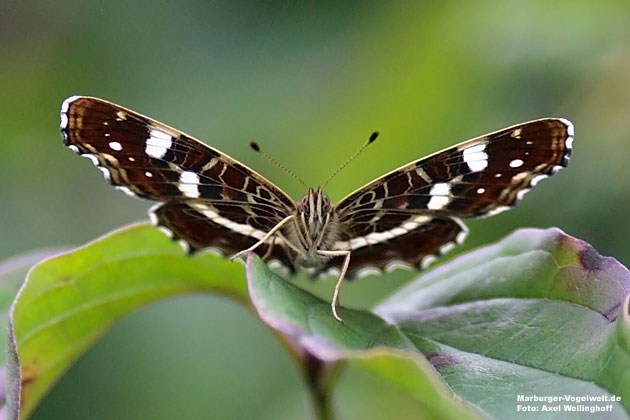 Landkrtchen - Map Butterfly - Araschnia levana