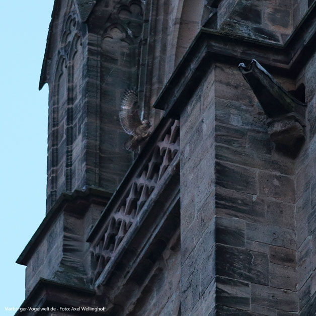 Uhus auf der Marburger Elisabethkirche - 3.7.2014