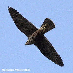 Wanderfalke (Falco peregrinus) 